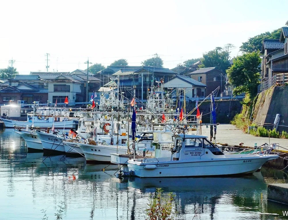 朝どれが揚がる橋立港